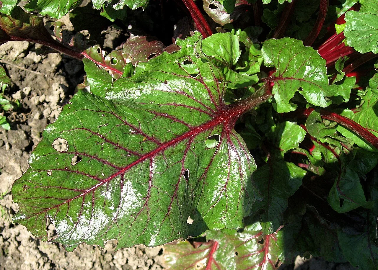 Fresh beet greens with deep red veins and stems