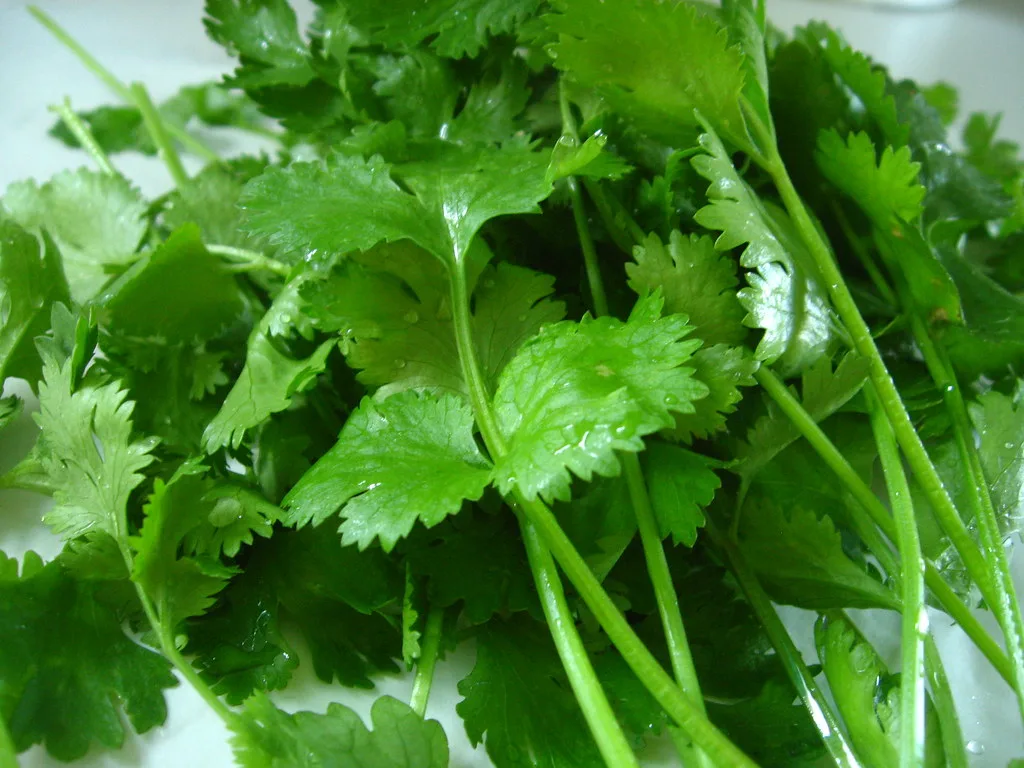 Fresh green cilantro leaves close-up