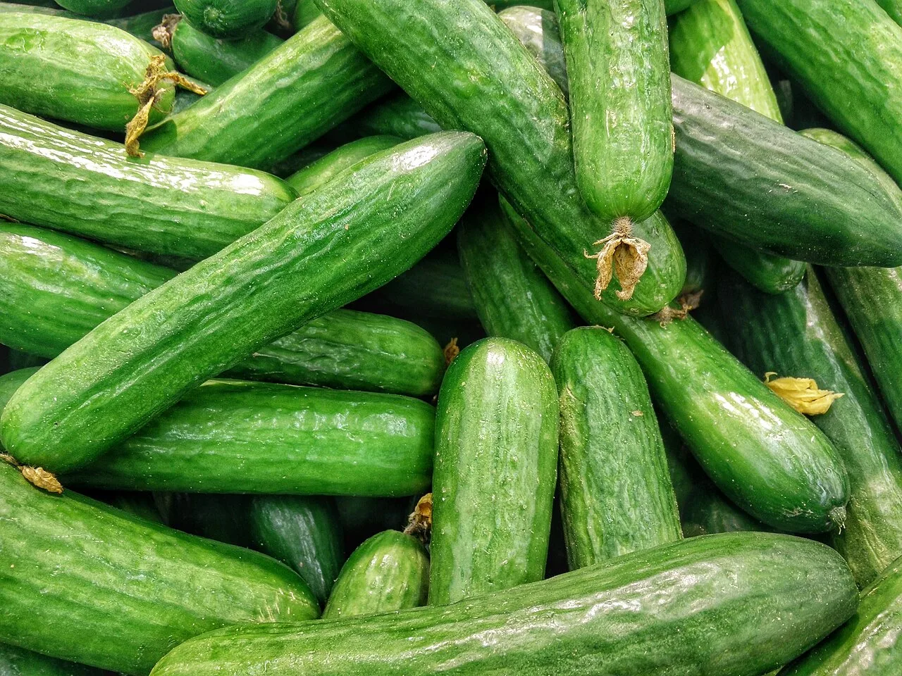 Fresh whole mini cucumbers piled together, bright green