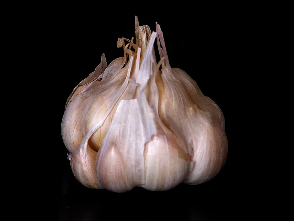 Whole garlic bulb on black background