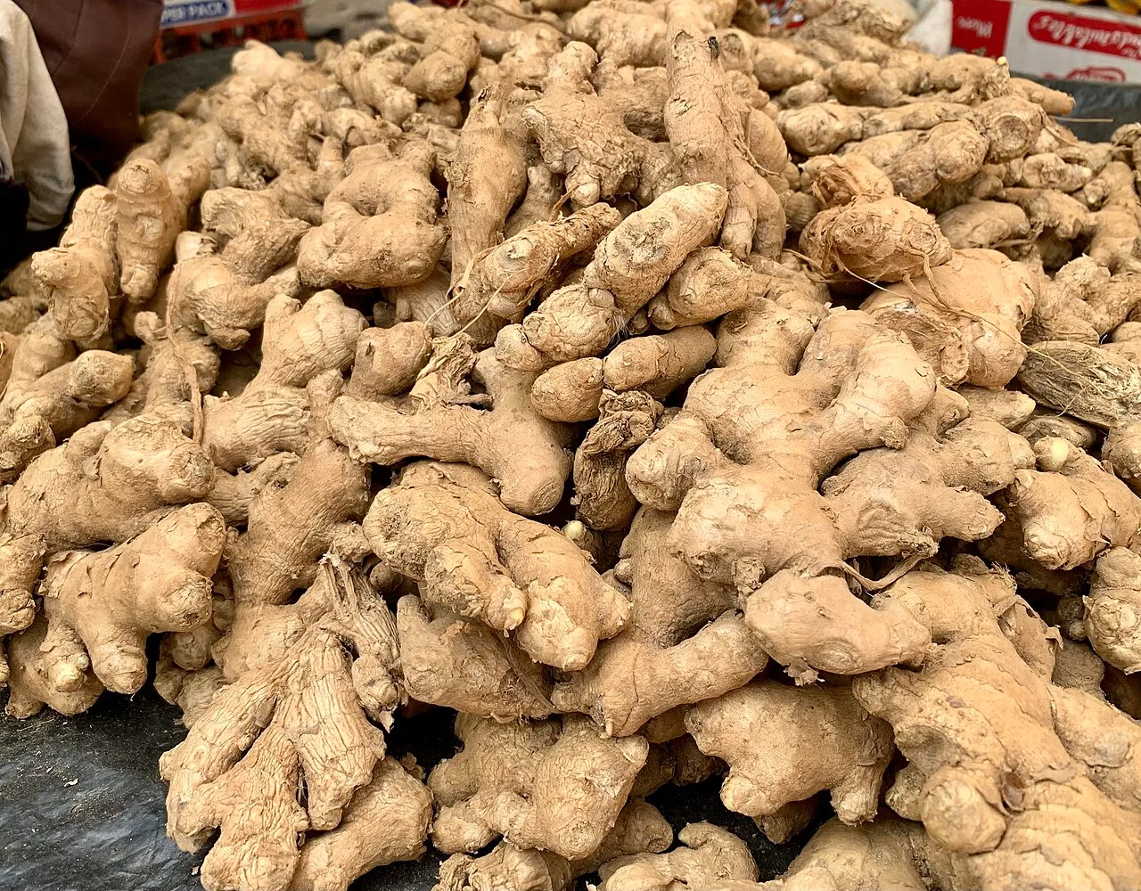 A hand of fresh ginger root with knobbly tan rhizomes