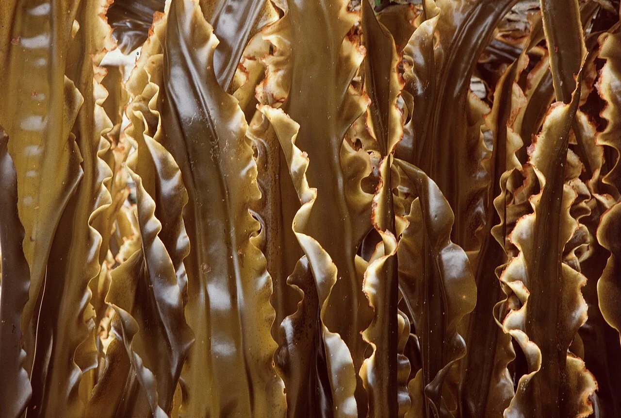 Strands of dried kelp hung to dry