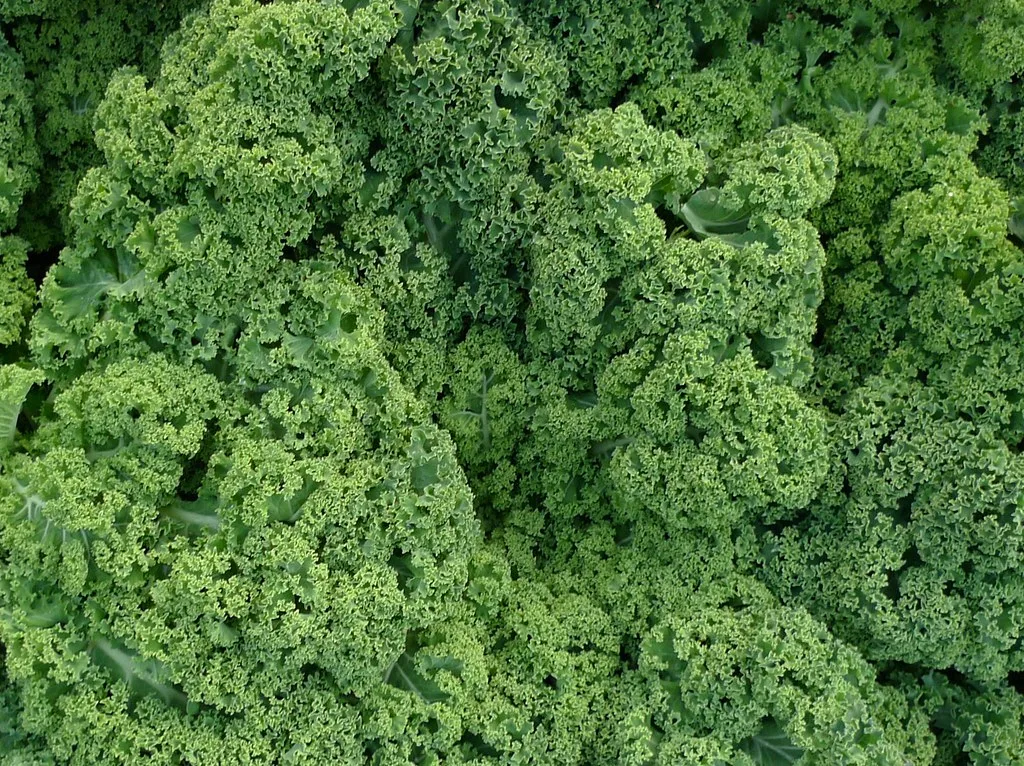 A close-up of fresh, ruffled green curly kale leaves