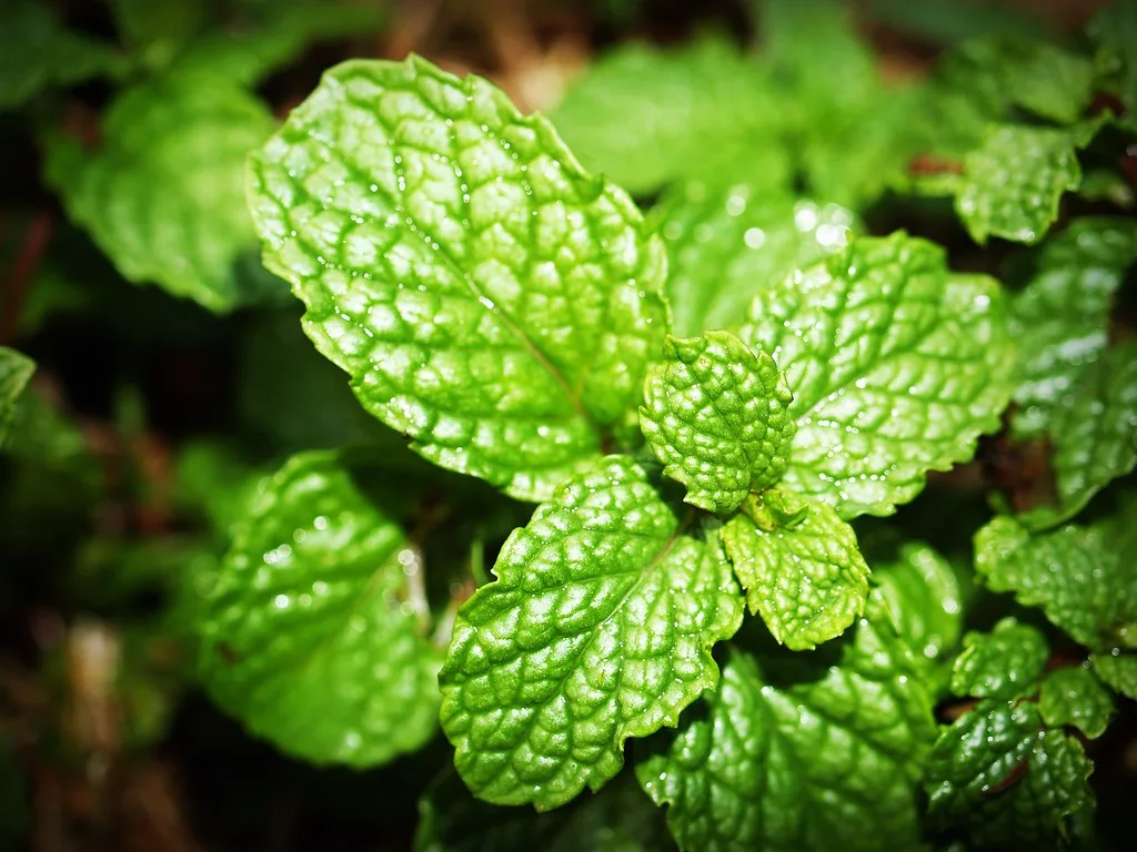 Fresh bright green mint leaves close-up
