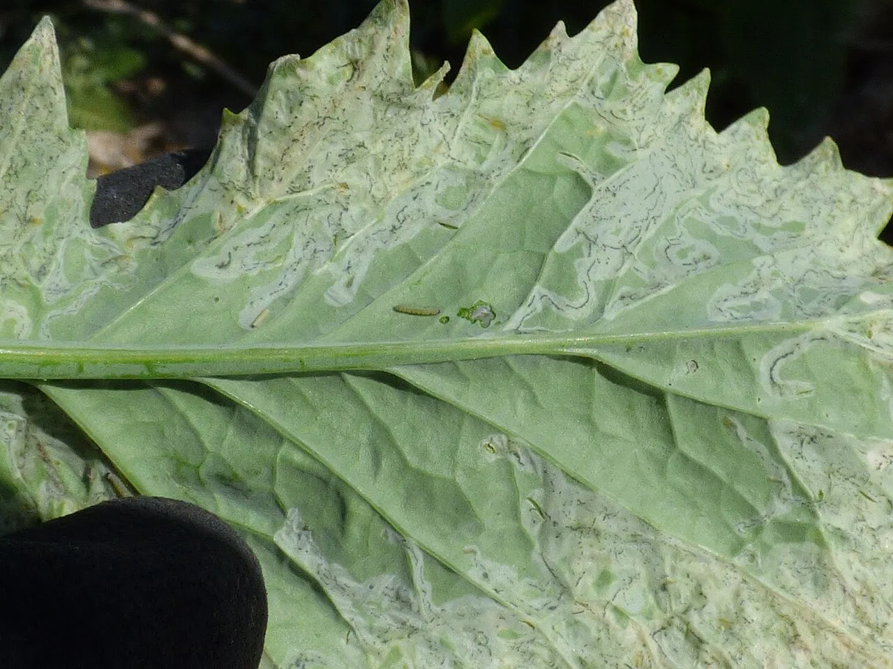 Close-up of fresh, crinkled green mustard leaves