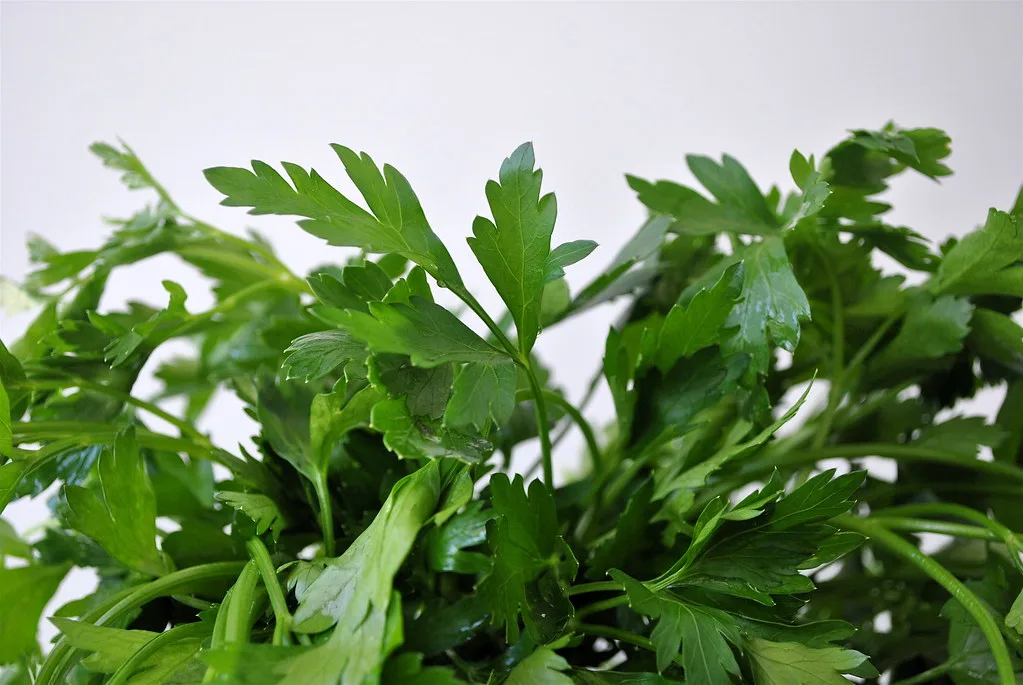 Flat-leaf parsley bunch with bright green leaves