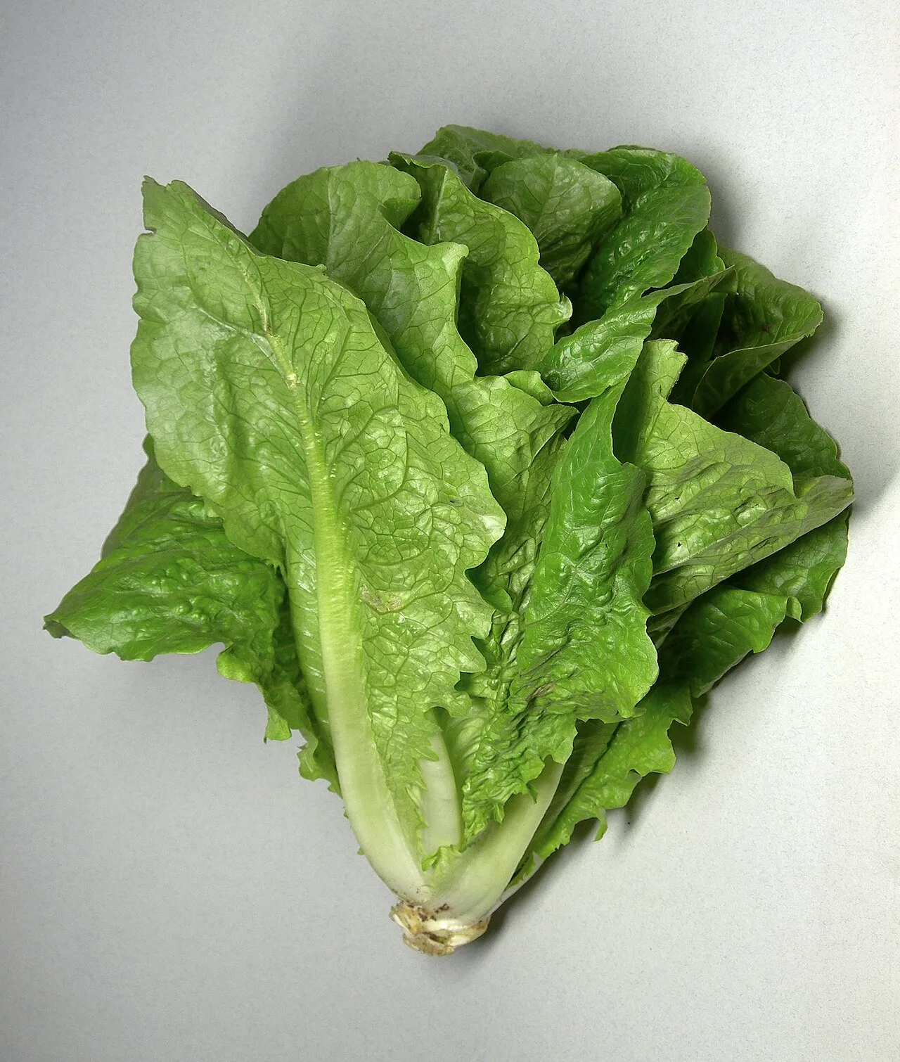 Fresh romaine lettuce leaves with crisp pale ribs on a white surface