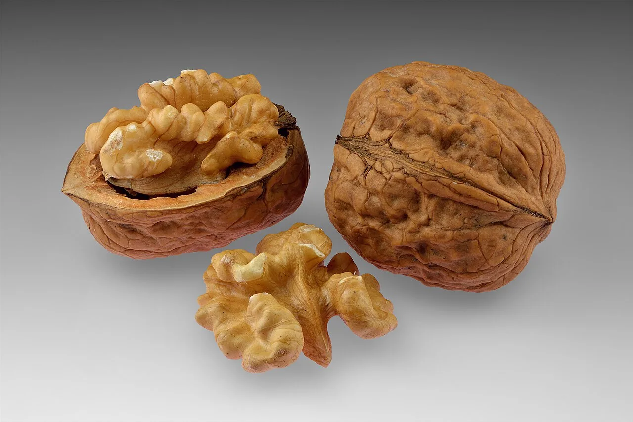 Walnut in shell with a shelled walnut half on a neutral background