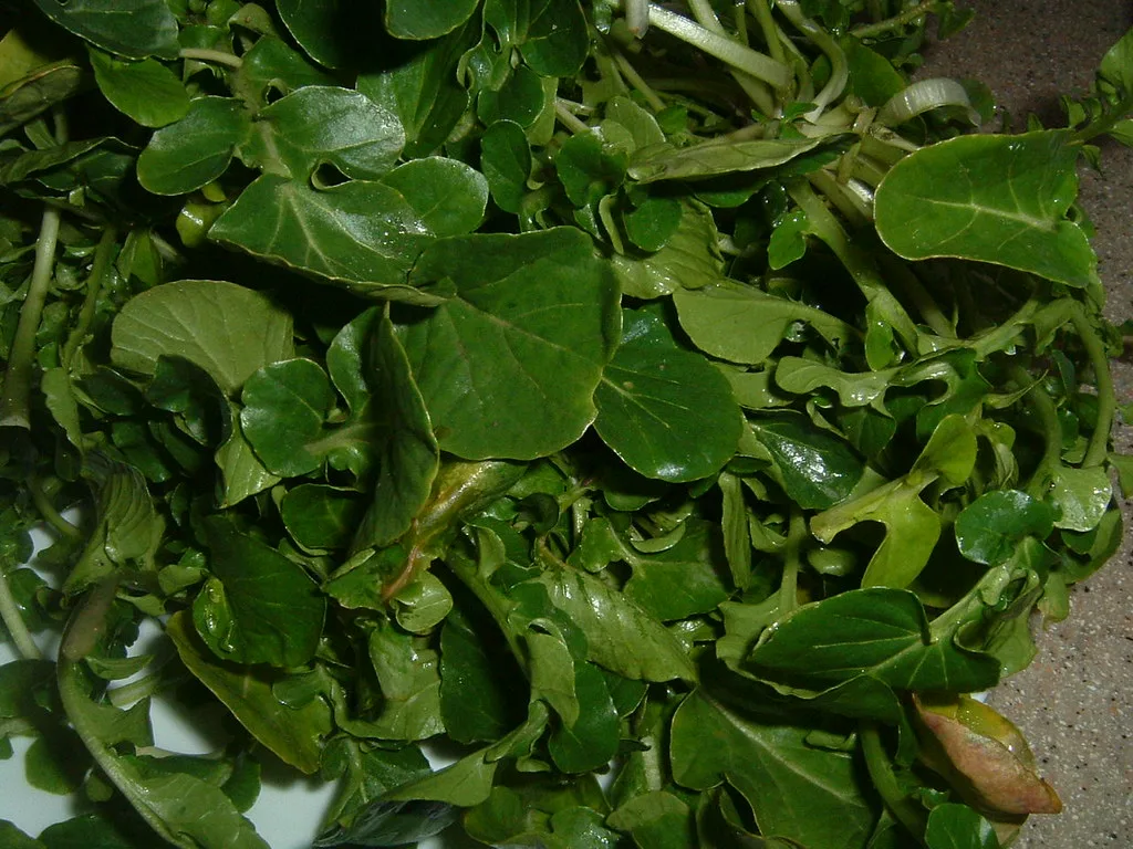 Fresh watercress leaves and stems showing characteristic round leaflets